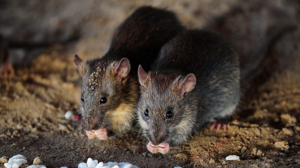 Como a edição genética pode reviver o extinto rato da Ilha Christmas