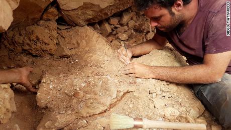 O paleontólogo Matteo Fabri trabalha em um fóssil no campo.