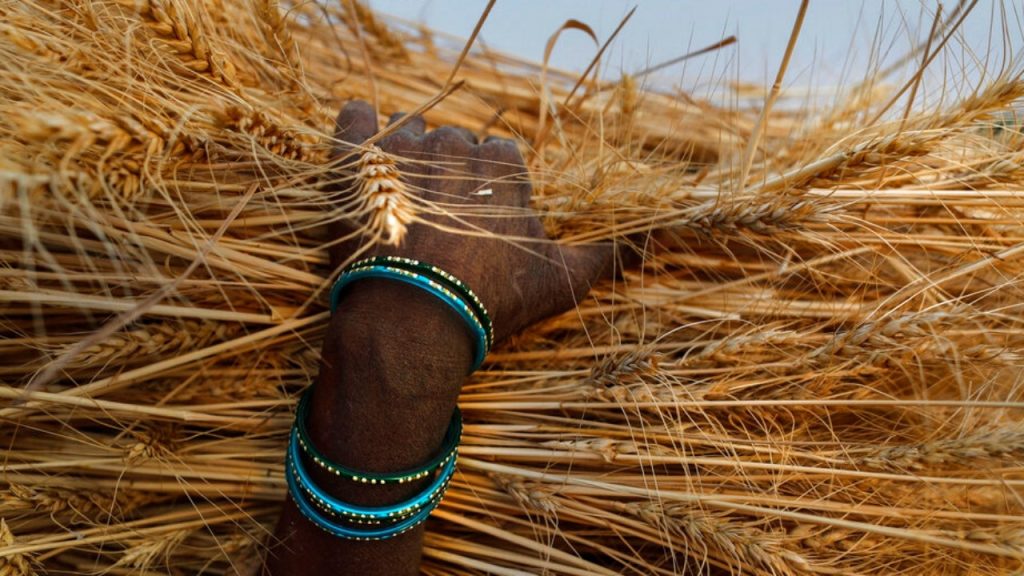 Índia, o segundo maior produtor de trigo, proíbe exportações em meio a preocupações com suprimentos de alimentos