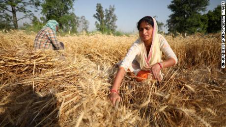 A Índia se ofereceu para ajudar a resolver a crise alimentar global.  Aqui está a razão para o seu declínio
