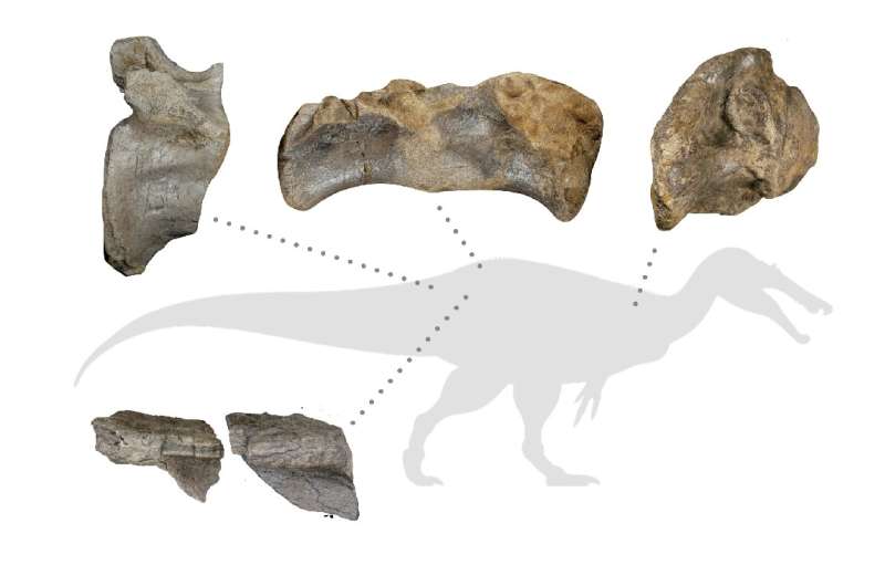Os ossos mais bem preservados de um espinossaurídeo de rocha branca, incluindo a vértebra da cauda que ajudou a determinar seu tamanho gigantesco