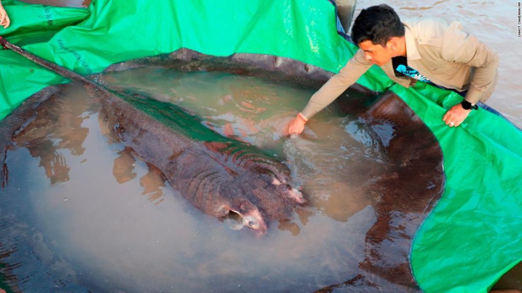 O maior peixe de água doce do mundo, a arraia de 660 libras, foi capturado no Camboja
