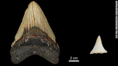 Dentes fósseis revelaram que o Grande Ovo pode ter exterminado o maior tubarão de todos os tempos