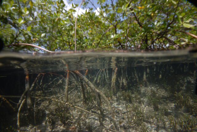 Vistas de locais de amostragem entre manguezais no arquipélago de Guadalupe, no Caribe francês, abril-maio ​​de 2022. 