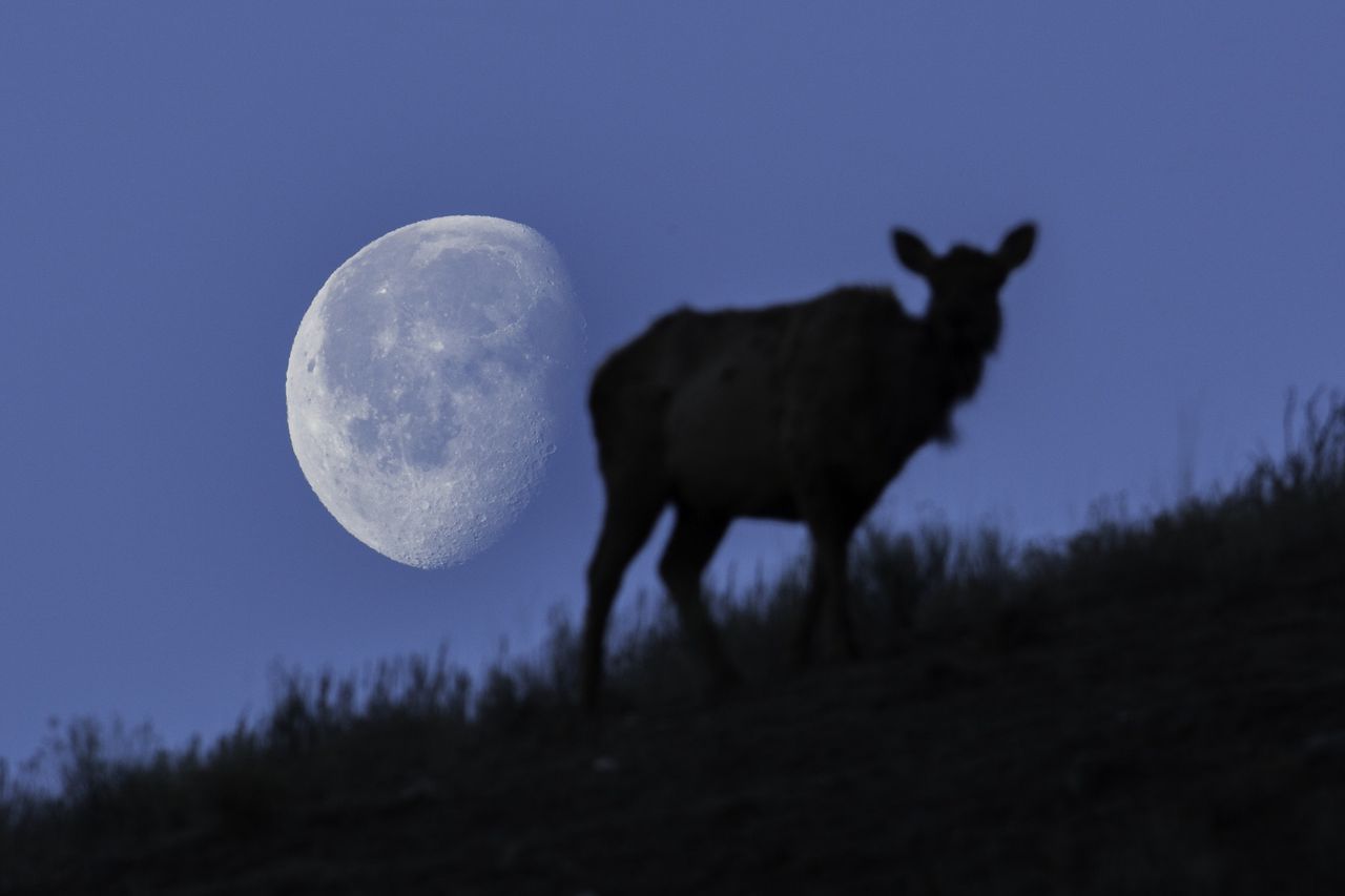 Lua Cheia de Julho - Buck Moon