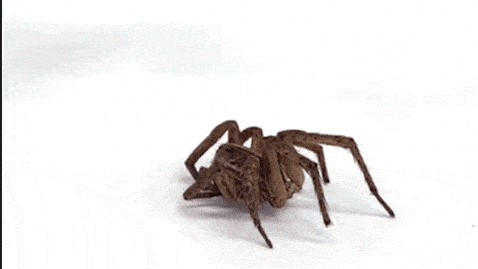 Cientistas criam micróbios para transformar aranhas mortas em zumbis mortos-vivos