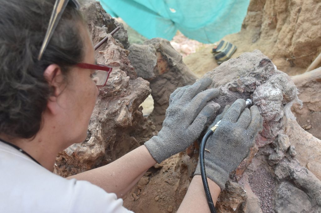 Os pesquisadores preservarão e documentarão os fósseis e continuarão o trabalho de escavação no local no próximo ano. 