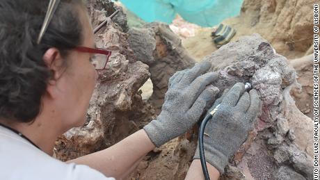 A investigação confirma a importância do registo fóssil de vertebrados na região portuguesa de Pombal.