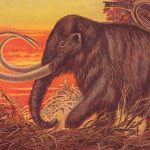 O mamute lanoso está de volta.  Devemos comê-los?