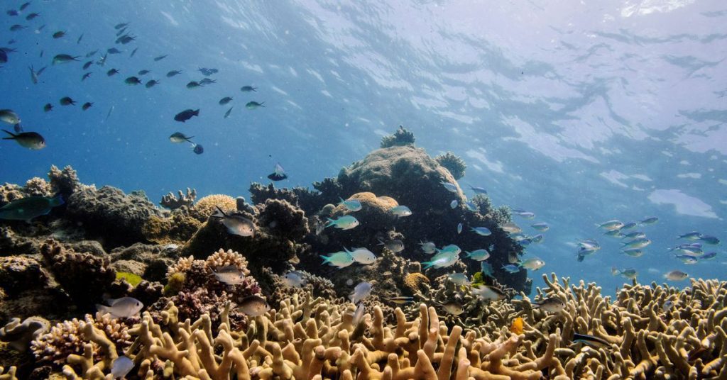 Partes da Grande Barreira de Corais da Austrália mostram a maior cobertura de corais em 36 anos