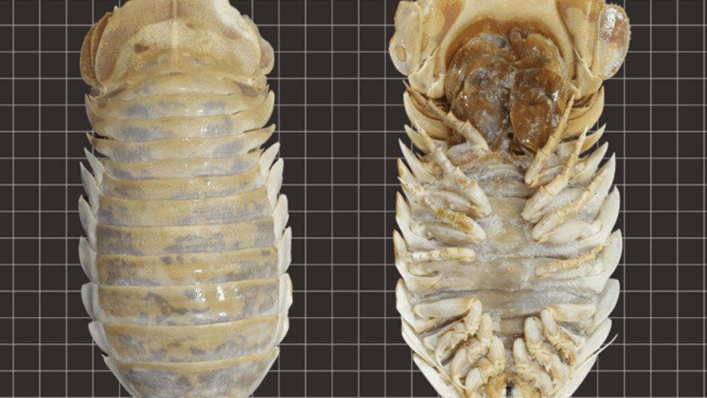 Um enorme inseto do fundo do mar - Er, Isopod - foi descoberto no Golfo do México