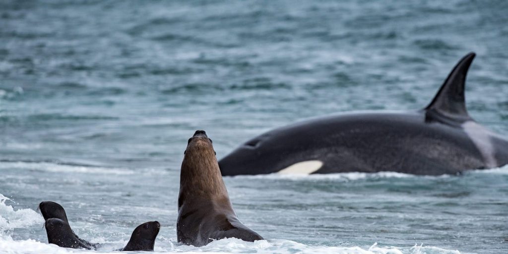 Baleias assassinas atravessam a plataforma de gelo para caçar e matar focas
