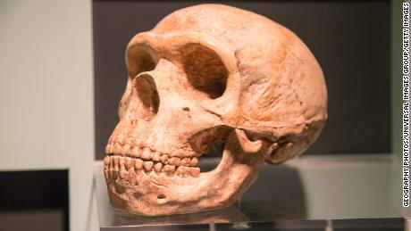 Como o DNA Neanderthal afeta a saúde humana - incluindo o risco de Covid-19