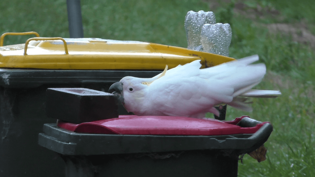 Humanos e papagaios em uma "corrida armamentista" por lixo em Sydney