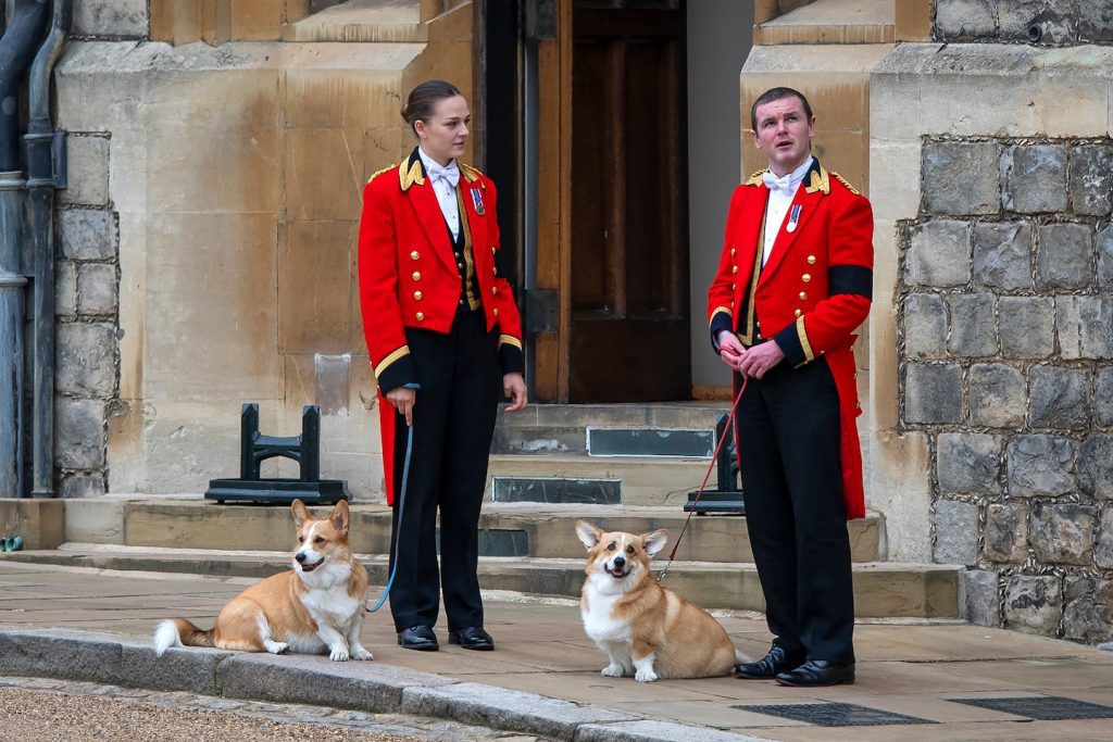 Os cães da rainha Elizabeth, pônei: o papel que os animais desempenharam no funeral