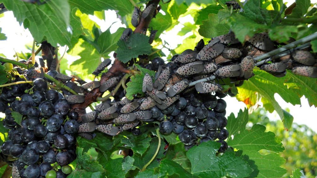 Moscas-de-lanterna-pintada se alimentam de vinhedos e ameaçam vinhedos