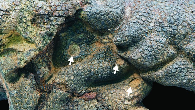 Pele de dinossauro mumificada range por crocodilos antigos