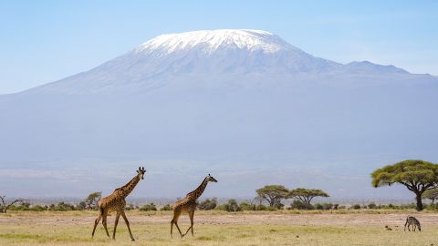 A UNESCO relata que as geleiras do Monte Kilimanjaro, na Tanzânia, estão a caminho de desaparecer nas próximas décadas.