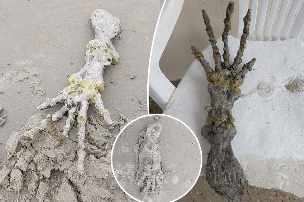Um casal chocado descobre uma "mão alienígena" na praia: "Parecem ossos de ETs!"