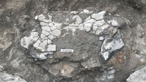 Fragmentos da pélvis e carapaça de uma tartaruga gigante são exibidos em um local de escavação no norte da Espanha.