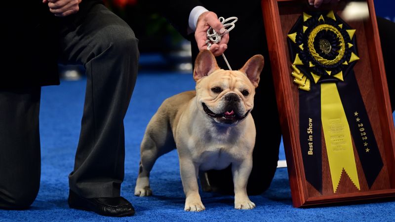 National Dog Show: O Bulldog Francês ganha o primeiro prêmio