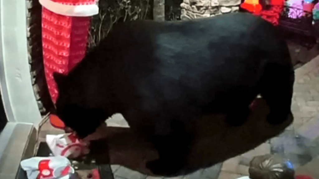 Um urso faminto rouba Chick-fil-A de uma família da Flórida em uma varanda